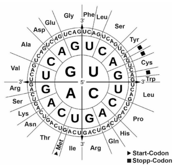 Kreisförmige Codon-Tabelle zur Zuordnung von RNA-Basentripletts zu Aminosäuren.